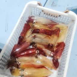 マルイカ