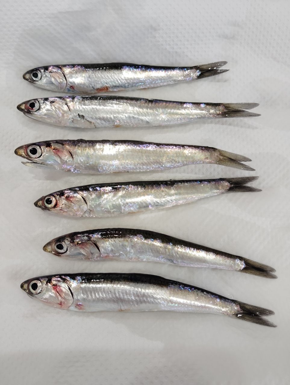 カタクチイワシ