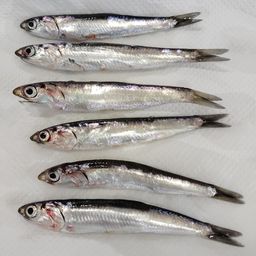 カタクチイワシ