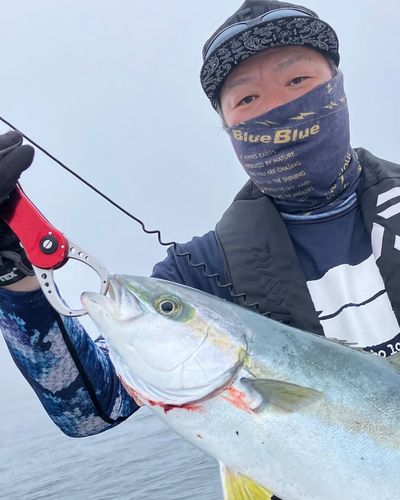 ヒラマサの釣果