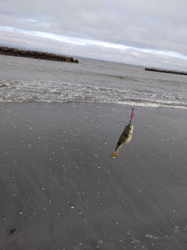 ソゲの釣果
