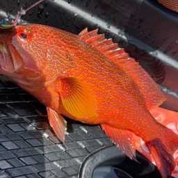 ナガジューミーバイ