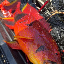 ナガジューミーバイ