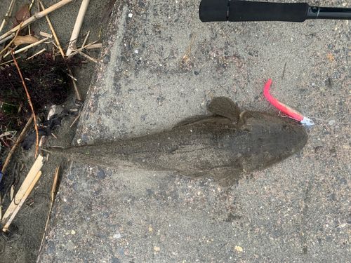 マゴチの釣果