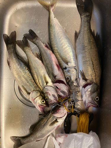 セイゴ（マルスズキ）