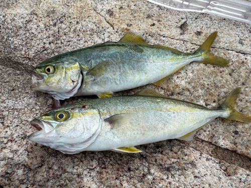 ツバスの釣果