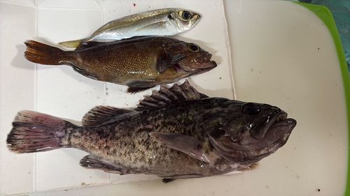 クロソイの釣果