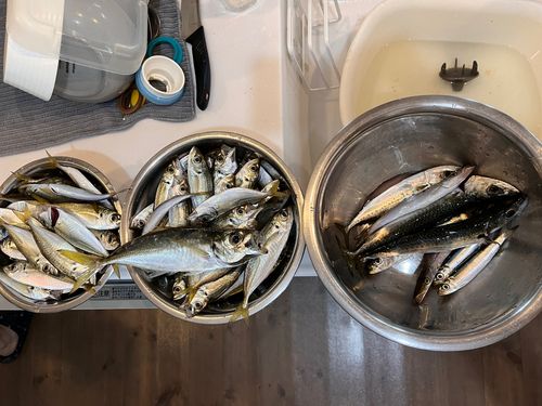 アジの釣果