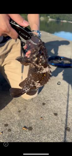 ムラソイの釣果