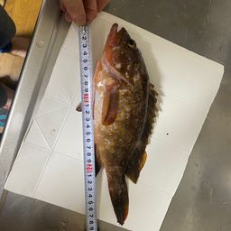 アコウ