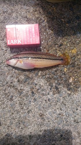 キュウセンの釣果
