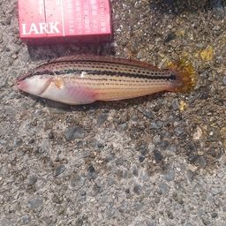キュウセン