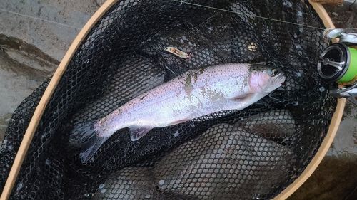 ニジマスの釣果