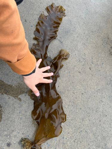 北海道函館水揚げ　エゾメバル20枚 北海道地方で釣れたメバル - アングラーズ | 釣果600万件の