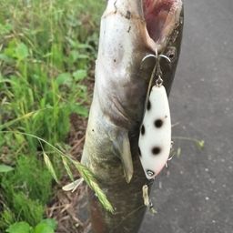 マナマズ