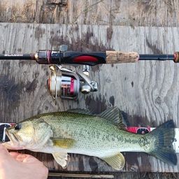 ラージマウスバス