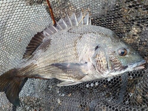 チヌの釣果