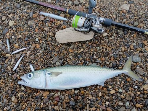 サバの釣果