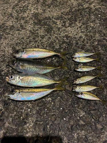アジの釣果