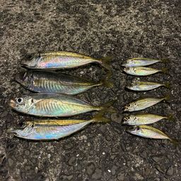 アジ