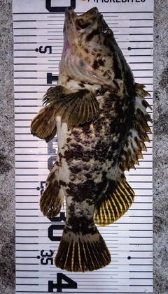 ベッコウゾイの釣果