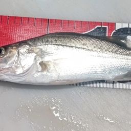 セイゴ（マルスズキ）