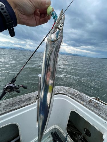 タチウオの釣果