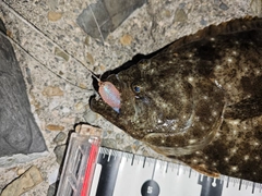 ヒラメの釣果