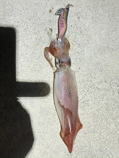ケンサキイカの釣果