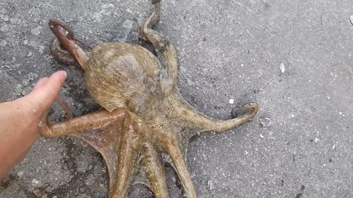 マダコの釣果