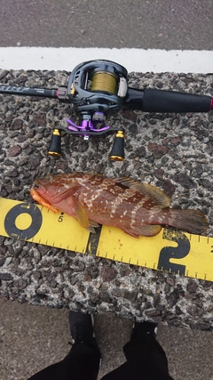 キジハタの釣果