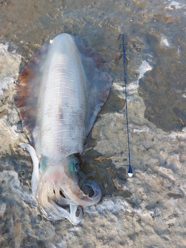 アオリイカの釣果