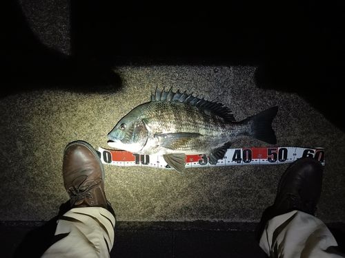 クロダイの釣果