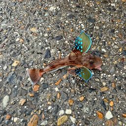 ホウボウ