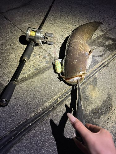 ナマズの釣果