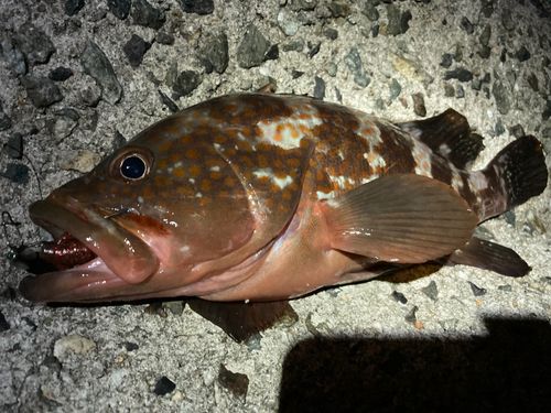アコウの釣果