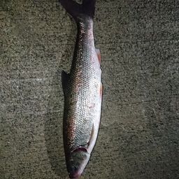 ウグイ