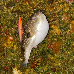 カマス