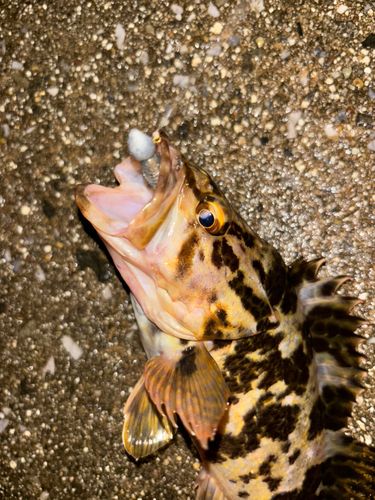 タケノコメバルの釣果