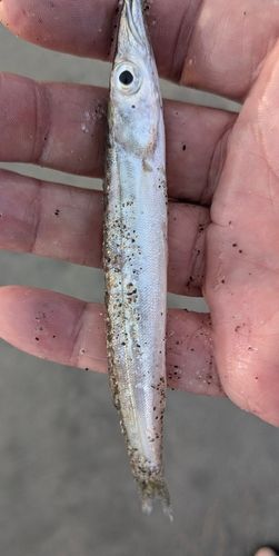 カマスの釣果
