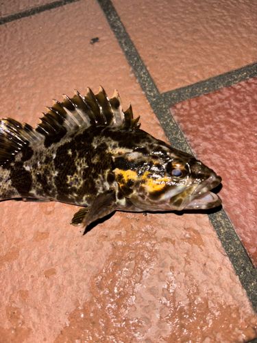 タケノコメバルの釣果