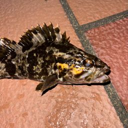 タケノコメバル