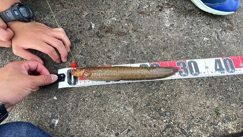 ギンポの釣果