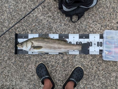 シーバスの釣果