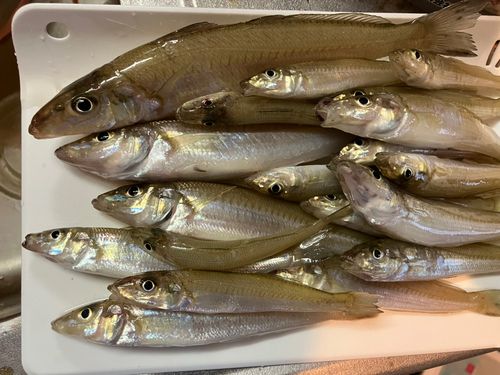 キスの釣果