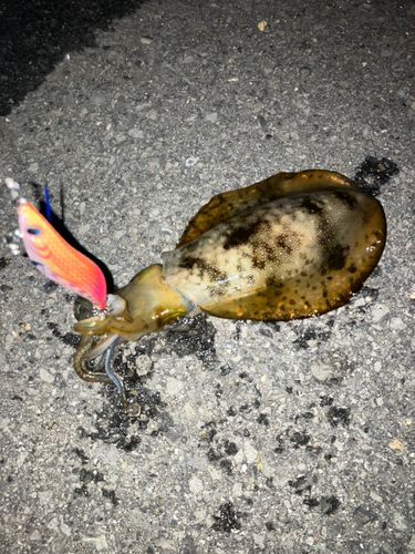 アオリイカの釣果