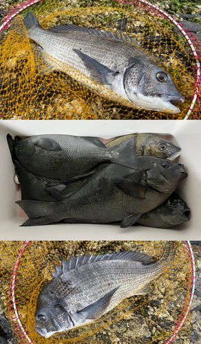 クチブトグレの釣果