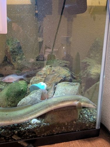 ウナギの釣果
