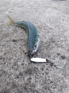 サバの釣果