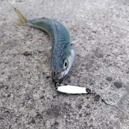 サバ